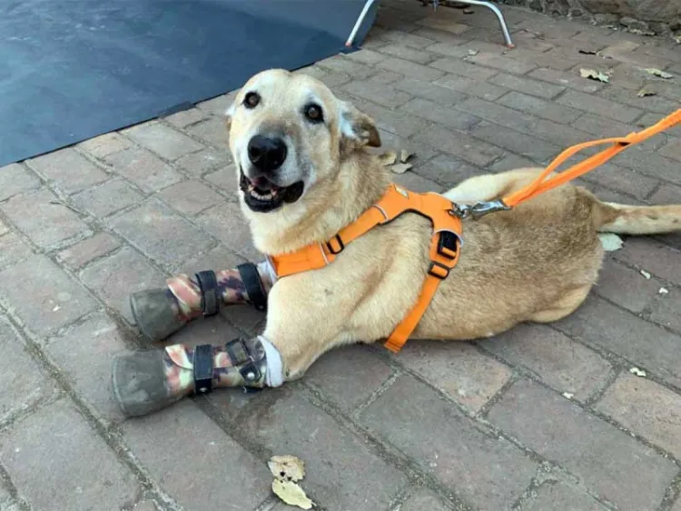 Perrito mutilado por el naco triunfa en el mundo, su nombre Pay de Limón