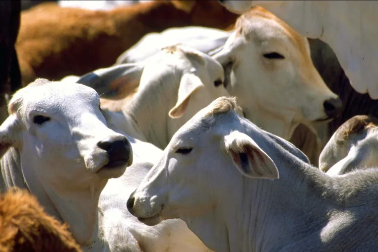 Invitan a tener cuidado con los rebaños y el ganado por enfermedades