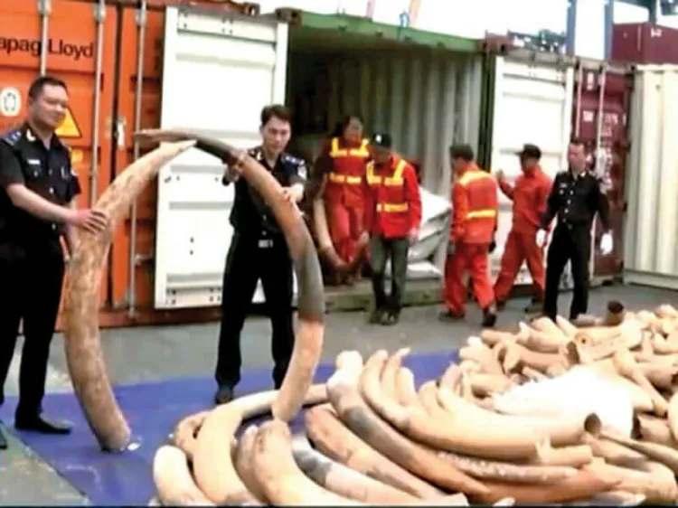 Incautan 7 toneladas de marfil