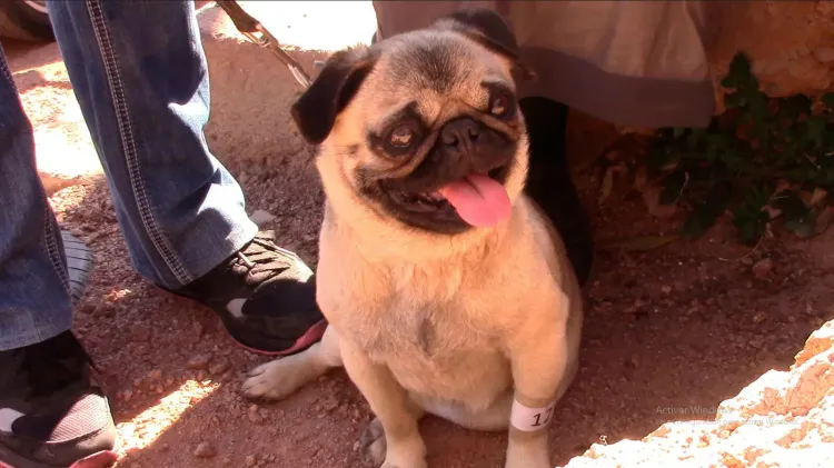 Alistan jornada masiva de castración y vacunación animal