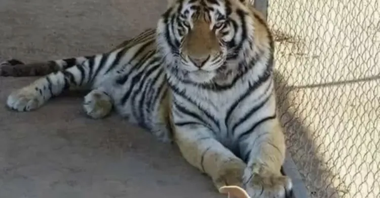 FGR espera solicitud de intervención en robo de tigre de bengala en Hermosillo