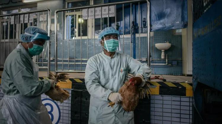 Detectan en China nuevo caso de gripe aviar A-H3N8 en humanos