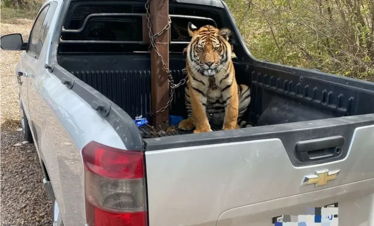 Viajaba convoy en Sinaloa con un tigre
