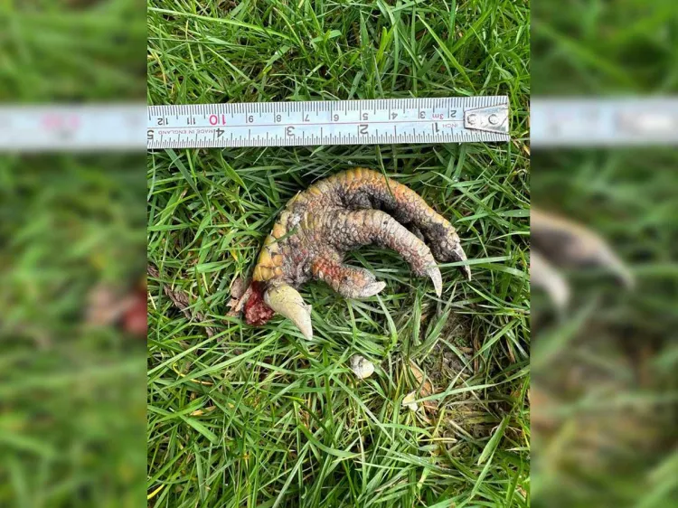 Encuentra mujer ‘garra de dinosaurio’; expertos no saben origen