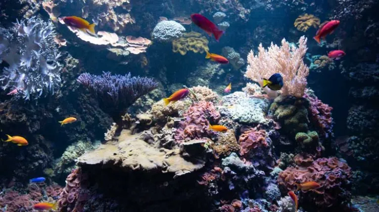 Ecosistemas marinos en jaque por ola de calor