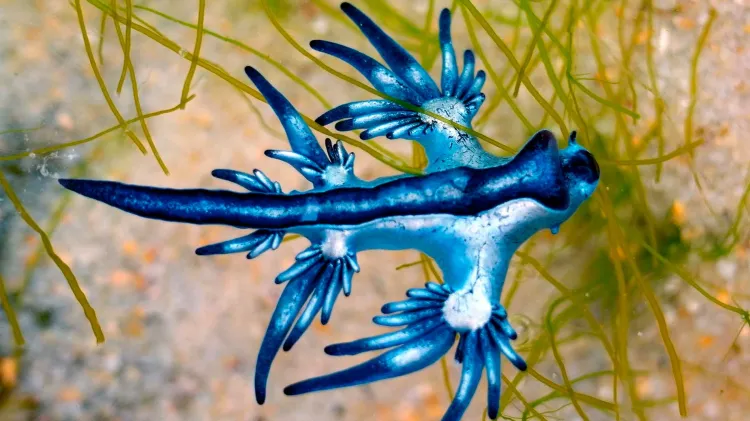 Hallan venenosos 'Dragones azules' en España