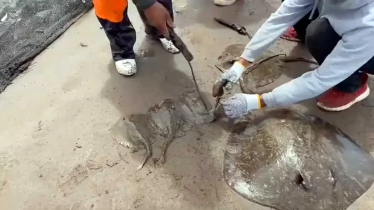 Investiga FGR caso de amputación de mantarrayas en Huatabampo