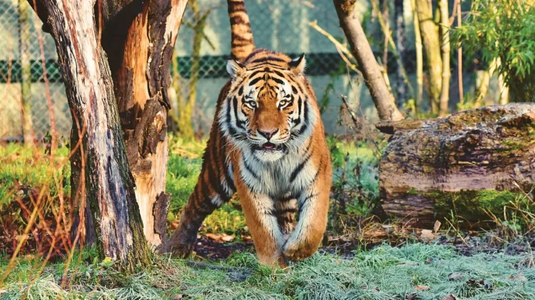 Existen más de 3 mil ejemplares de tigres salvajes en India