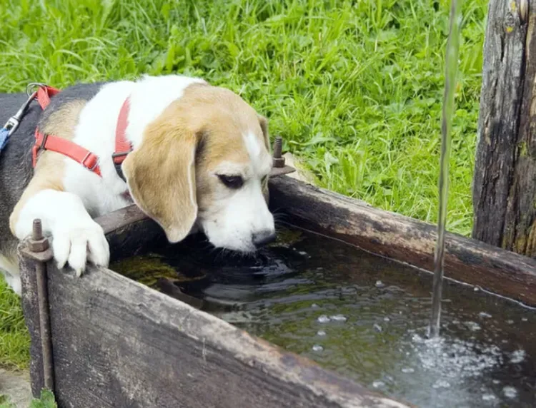 Cuida a tu mascota del calor con estos tips