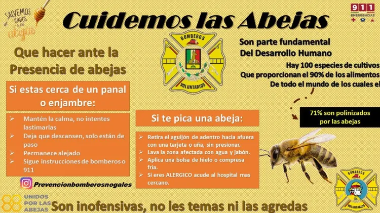 Presencia de abejas en colonias aumenta llamados de auxilio