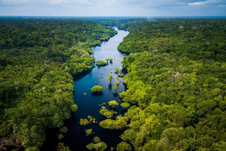 Morirían árboles del Amazonas por cambio climático