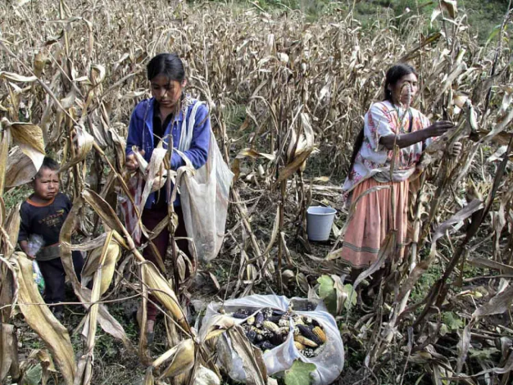 Prevalece pobreza extrema en zonas rurales de México: Cepal