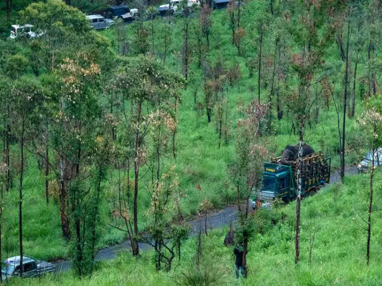 Atrapan a elefante asesino y ladrón en la India
