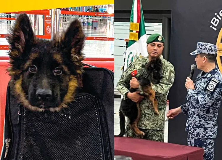 Llega cachorrito donado por Turquía, el heredero de Proteo