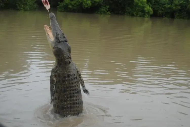 Localizan cadáver de pescador en estómago de un cocodrilo