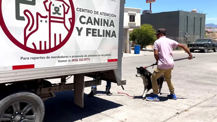 Instruyen operativo para control de perros en Nuevo Milenio