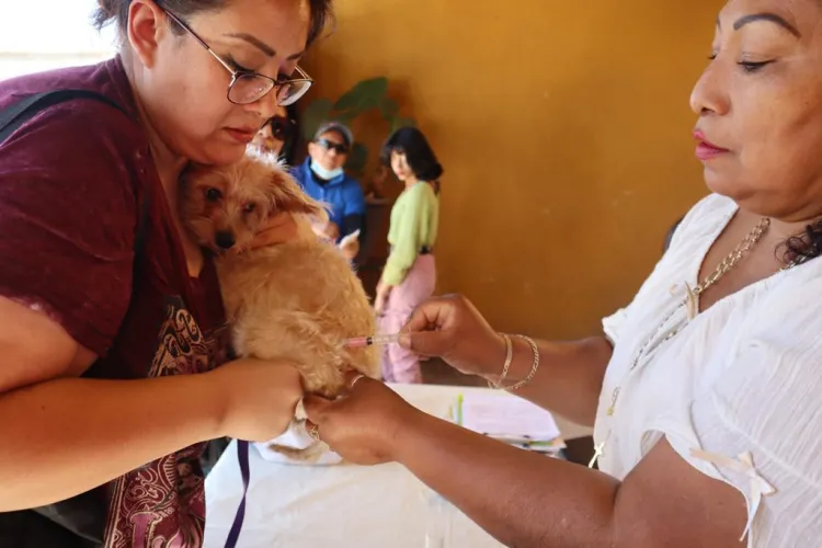 Llaman a apoyar solución del problema de los perros