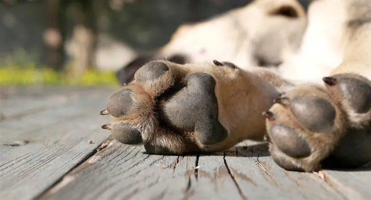 Denuncian envenenamiento de perros