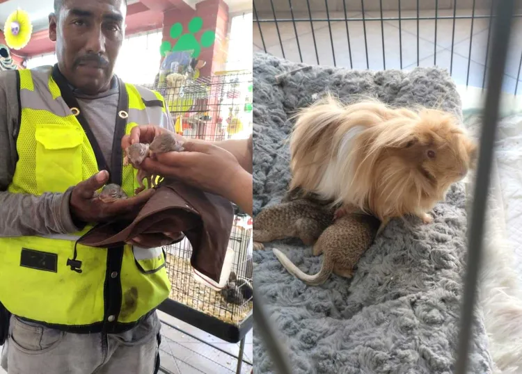 Rescatan a ardillitas bebés