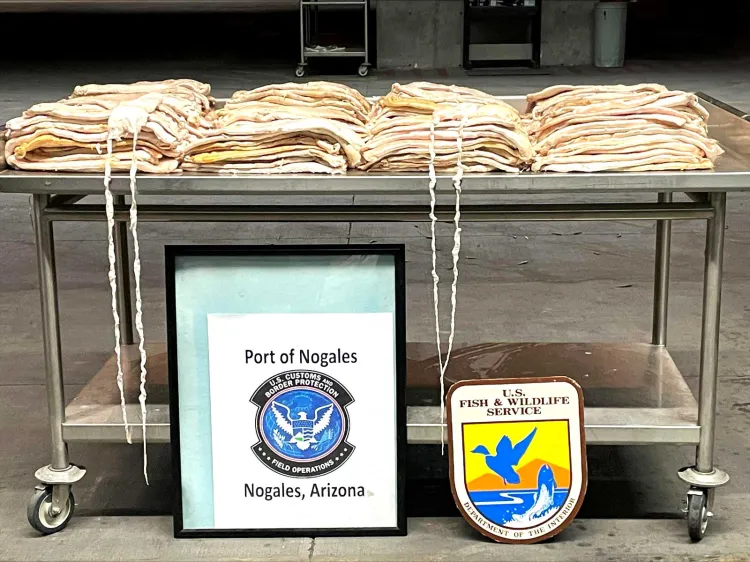 Decomisan más de 100 kilos de Totoaba en AZ