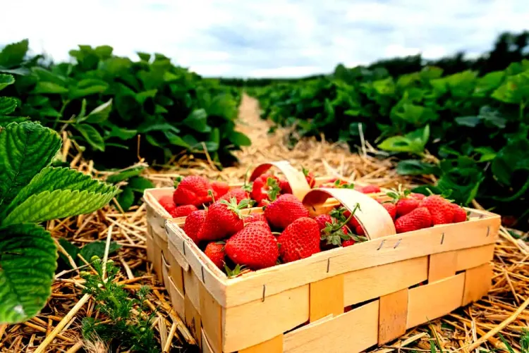 Investiga EU posible hepatitis “A” en fresas mexicanas