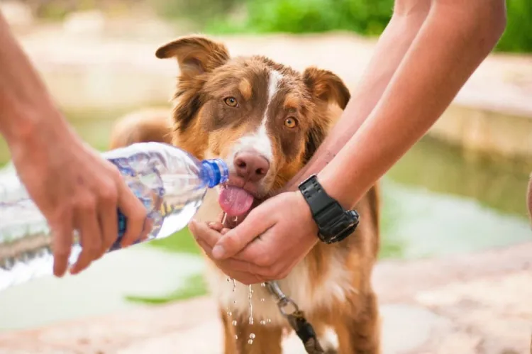 Afectan golpes de calor a mascotas, llaman a cuidarlas