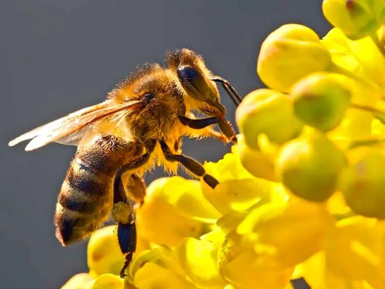 Invitan a respetar a las abejas