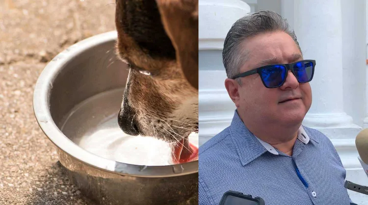 Llama Canaco a facilitar agua a animales en situación de calle