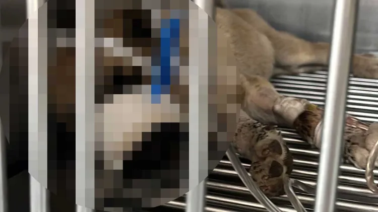 Matan a perrita con machete