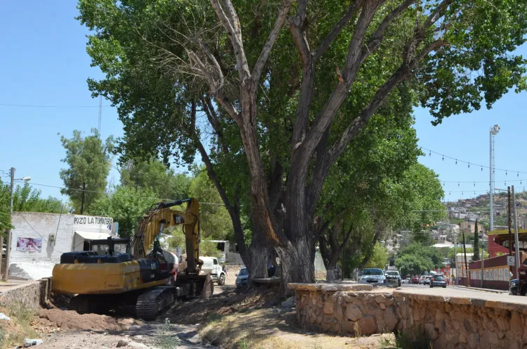 Piden proteger árboles en trabajos de avenida Tecnológico