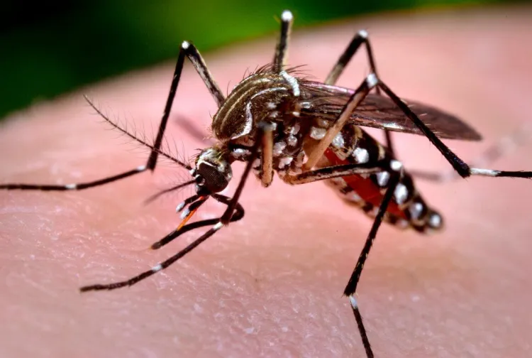 Es baja la presencia de mosquitos en Hermosillo