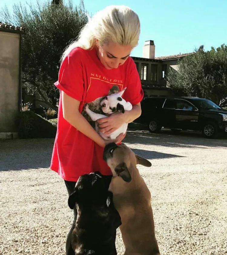 Lady Gaga no pagará la recompensa que ofreció por sus perros