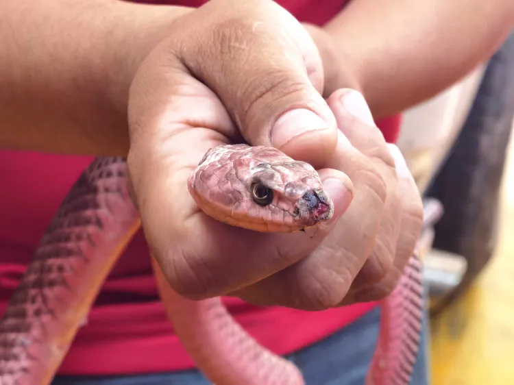 Aumentan reportes por serpientes en la ciudad