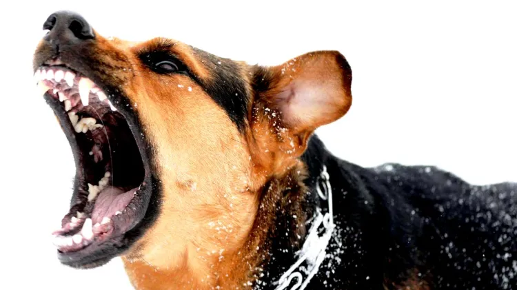 Atacan perros de vecino a residente de la Bella Vista