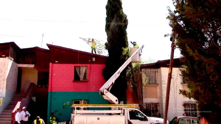 Atienden caso de árbol caído por fuertes vientos en Nuevo Nogales