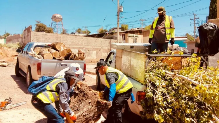 Realizan poda de árboles para evitar cortos circuitos