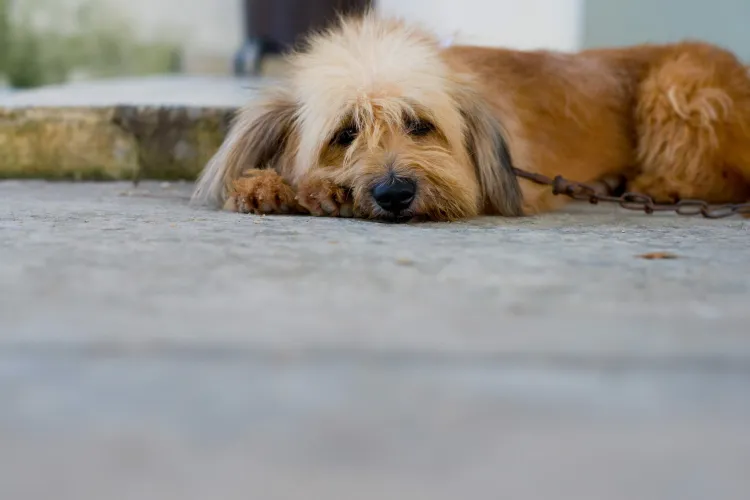 Destinarán patrulla para atender casos de maltrato animal