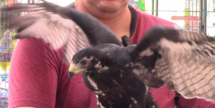 Rescatan a águila negra en Caborca