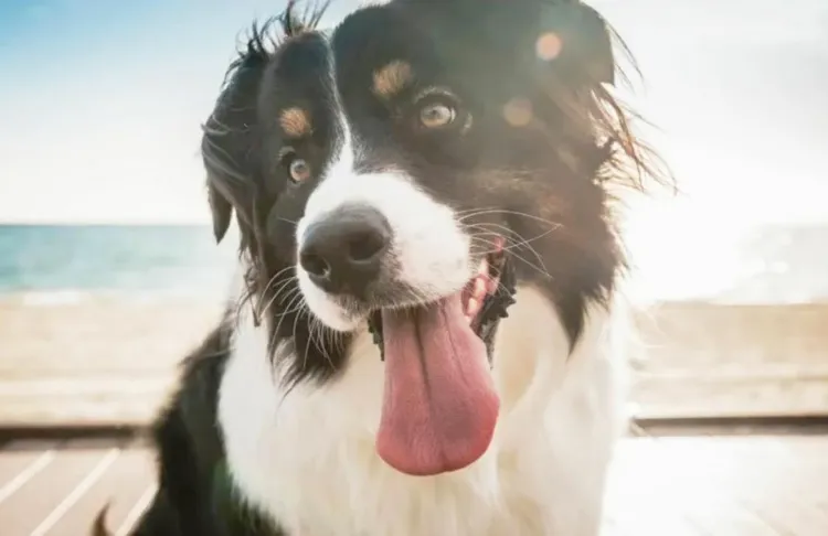 Hoy se celebra el Día Mundial del Perro; un amor incondicional