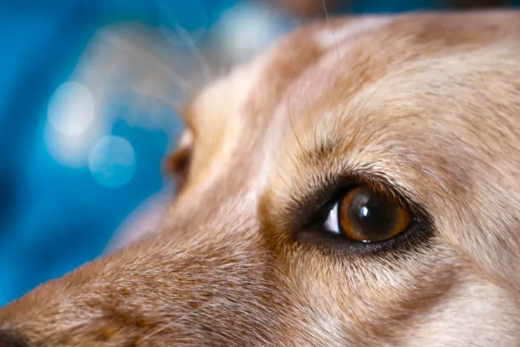 Agreden a hombre y mascota en Lomas de Nogales