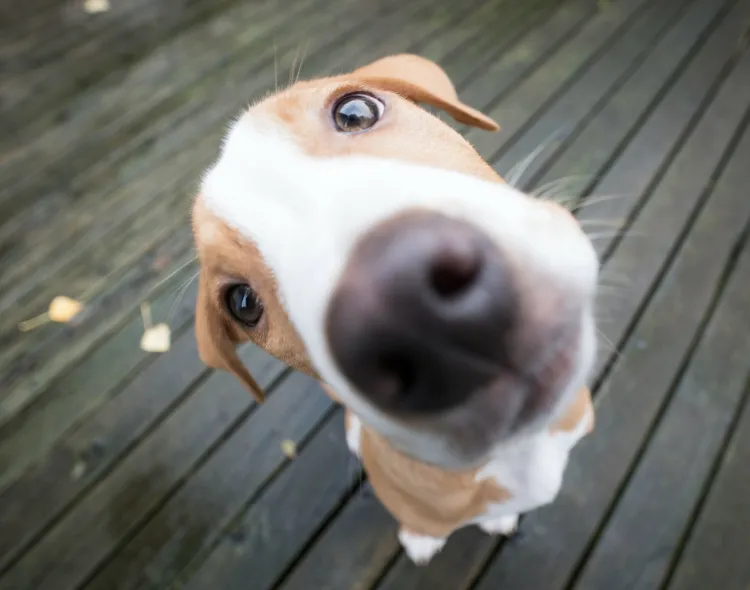 Hoy es el Día Mundial del Perro; felicidades al mejor amigo del ser humano