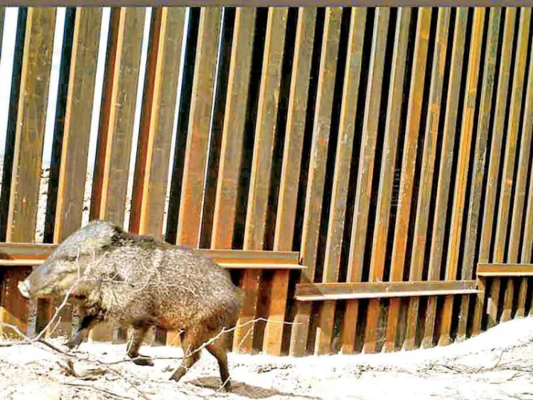 Ganan lucha ambiental contra muro de Trump