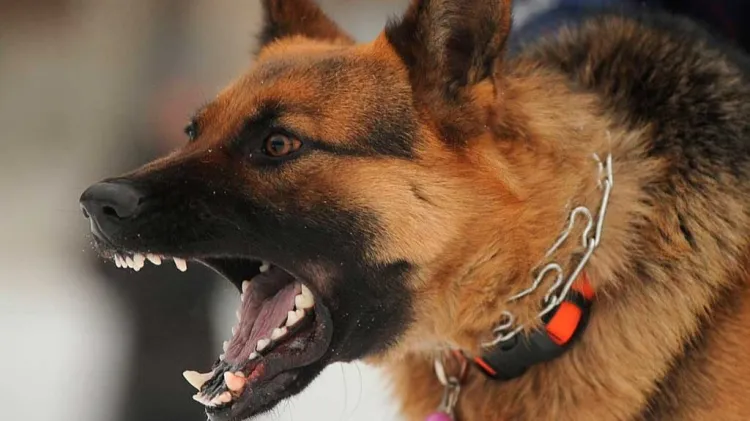 Muerde can a niña; la internan en hospital