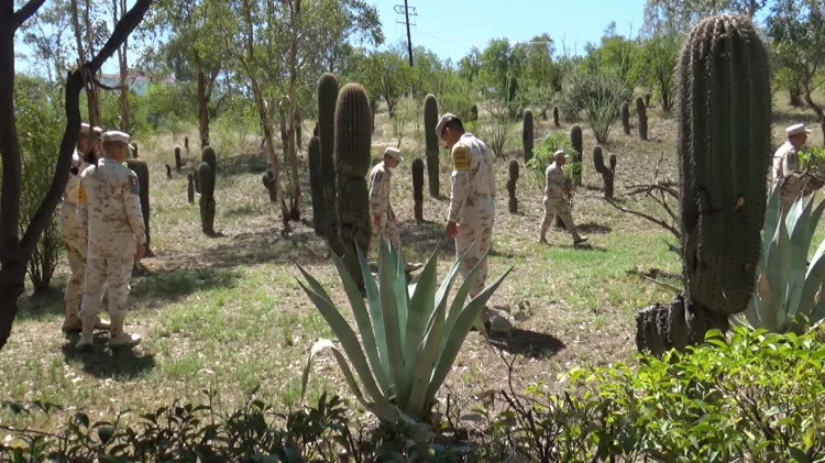 Implementa Ejército Mexicano acciones de reforestación