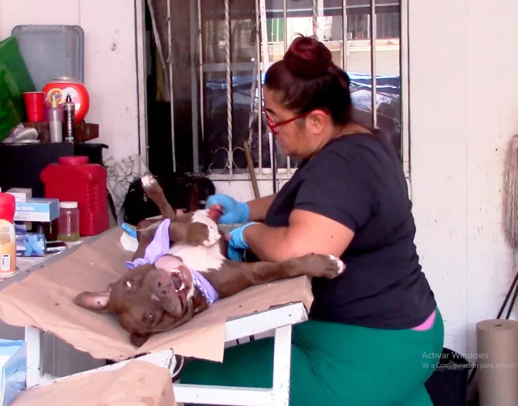 Reanudan campañas de castración y esterilización en las colonias