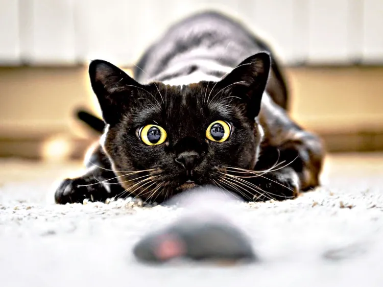 Celebran Día Internacional del Gato