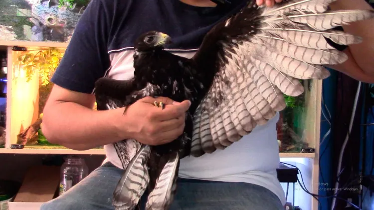 Salud de águila negra evoluciona favorablemente tras rescate