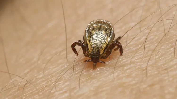 Sin muertes en Nogales por rickettsia