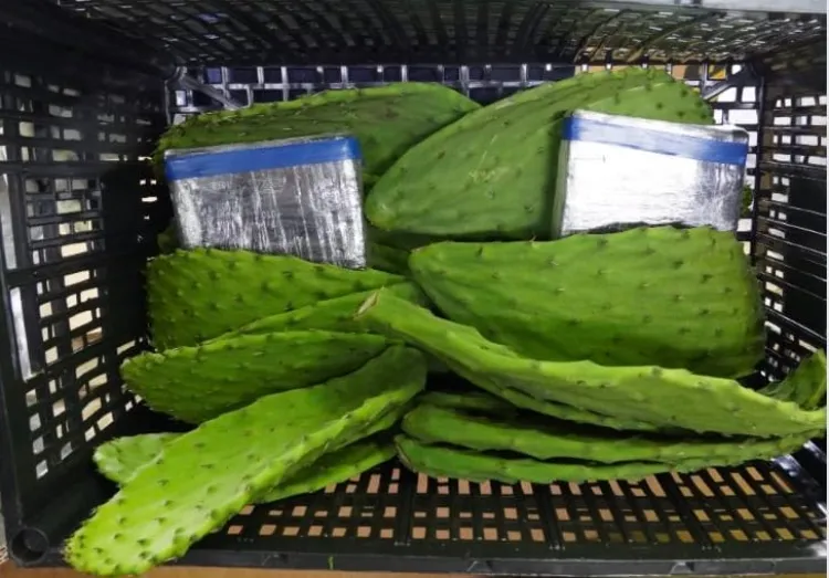 Ocultan cocaína en cargamento de nopales