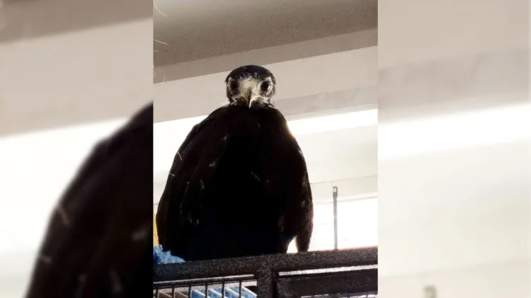 Muere “Moctezuma”, águila negra rescatada